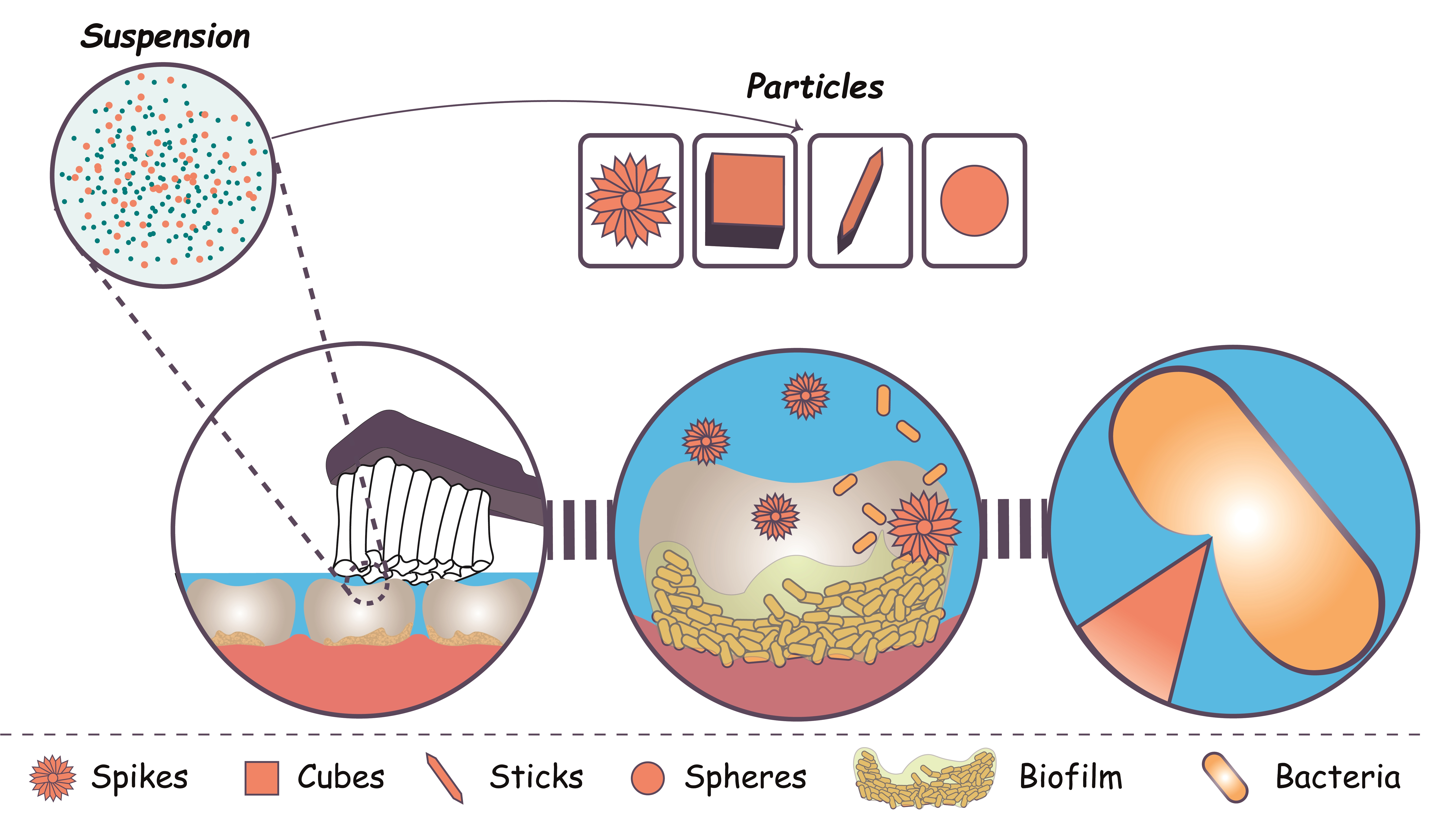 Mechano-bactericidal anisotropic particles for oral biofilm treatment